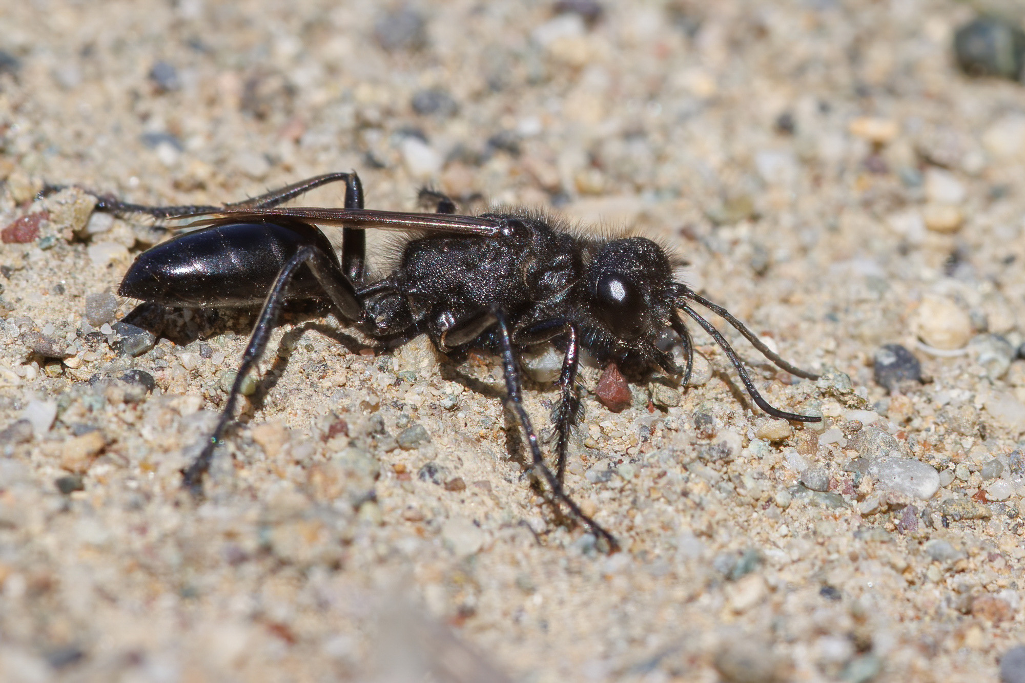 Podalonia hirsuta